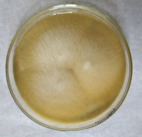 22. Geotrichum candidum