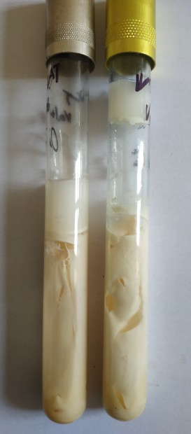 2. Weinzirlův test – pozitivní nárůst, tvorba plynu
