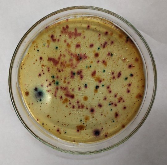 25. Růst na Chromocultu