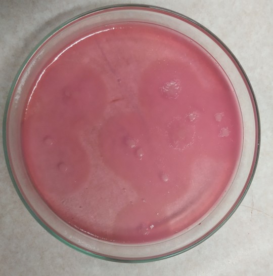 Mikrobiologie mléka a mléčných výrobků cvičení