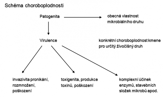 4. Schéma patogenity