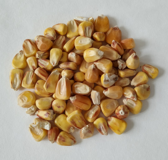 16. Kukuřice