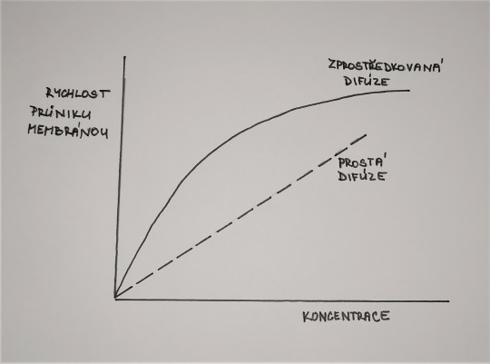 1. Vliv koncentrace substrátu na rychlost transportu