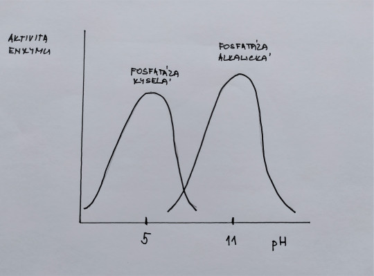 Obecná mikrobiologie II