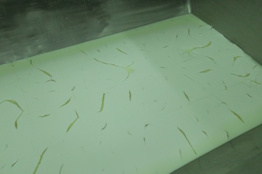 10. Potrhaná tvarohovina nevhodná k dalšímu zpracování