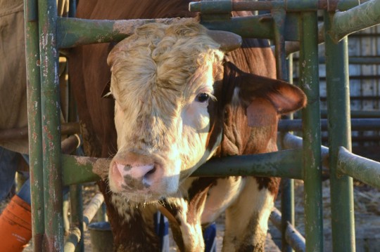 10. Samčí pohlavní ráz – mladý býk