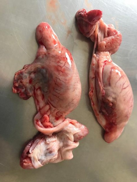 11. Varlata mladého hřebce