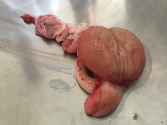 12. Parenchym varlete mladého hřebce