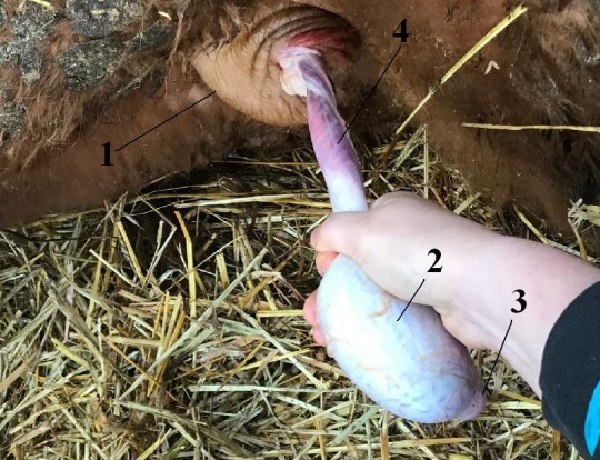 13. Varle mladého býka během kastrace (1 – šourek, 2 – varle, 3 – ocas nadvarlete, 4 – semenný provazec)
