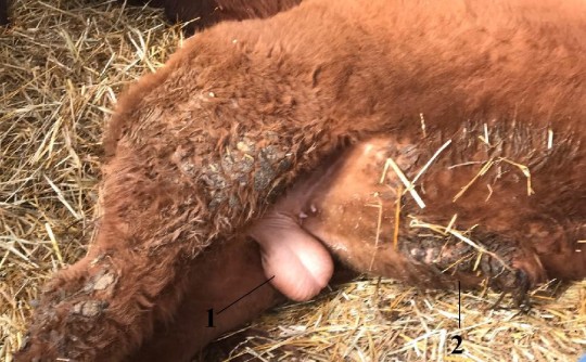 14. Uložení varlat a předkožka býčka (1 – varlata, 2 – předkožka)