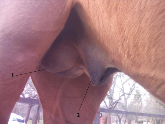 15. Uložení varlat a předkožka hřebce (1 – varlata, 2 – předkožka)