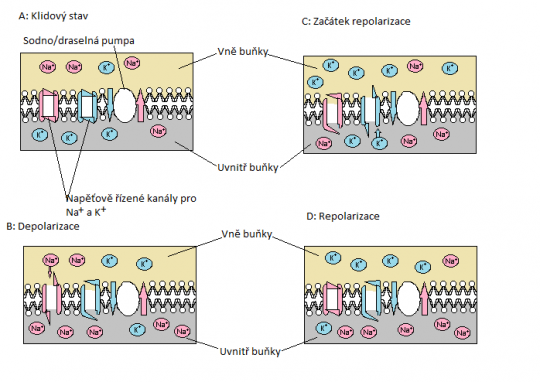 8. Vznik a útlum akčního potenciálu