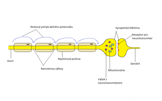 9. Saltatorní vedení vzruchu a převod vzruchu na synapsi