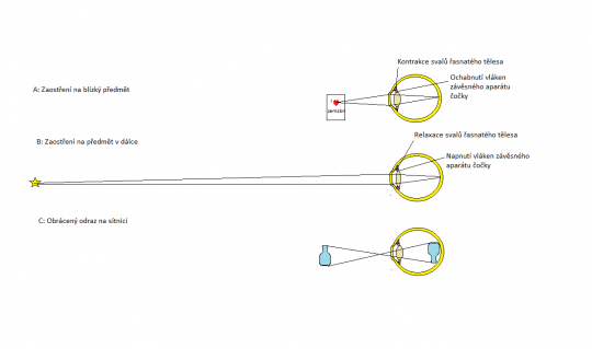 14. Akomodace čočky