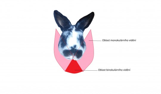 15. Zorné pole králíka