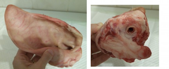 16. Ušní boltec a zevní zvukovod prasete