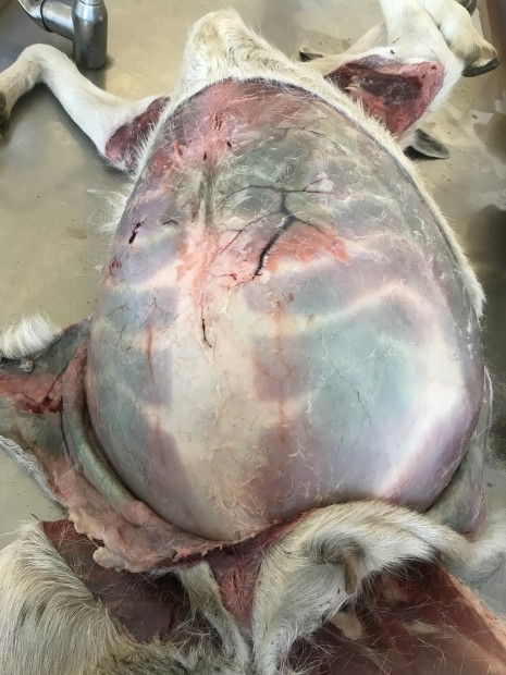 32. Tympanie bachoru u kozy