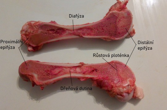 2. Stavba dlouhé kosti, podélný průřez stehenní kostí prasete