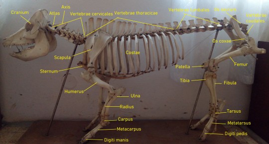 3. Kostra prasete