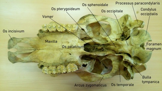 5. Lebka skotu, ventrální pohled