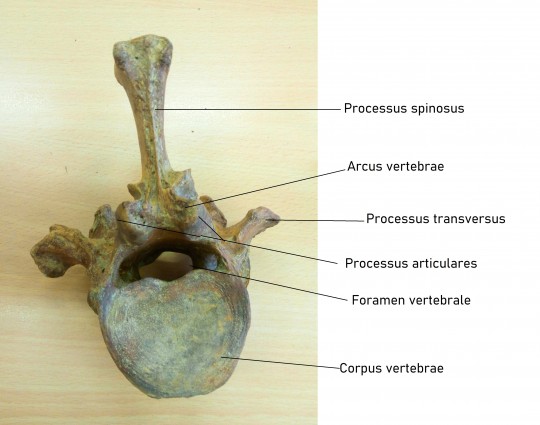 7. Krční obratel skotu