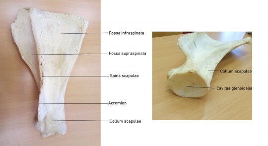 12. Lopatka: laterální plocha (A) a ventrální pohled (B)