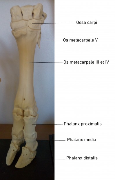 16. Kosti zápěstí, záprstí a články prstů skotu