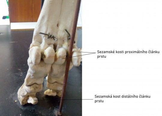 17. Sezamské kosti prstů skotu