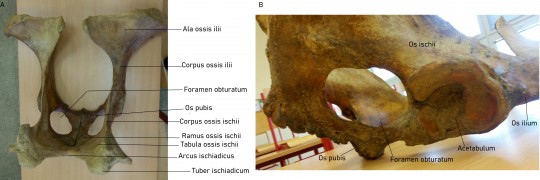 19. Pánevní kosti skotu: dorzální pohled (A) a acetabulum (B)