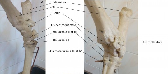 22. Kosti hlezna skotu z mediální strany (A) a laterální strany (B)