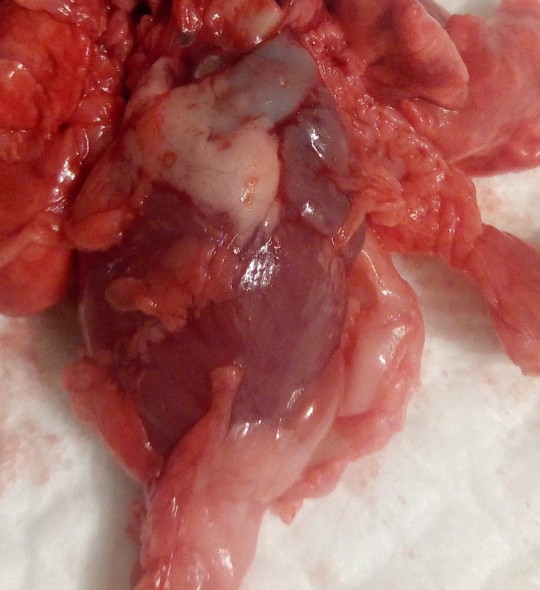 23. Srdce králíka v perikardu