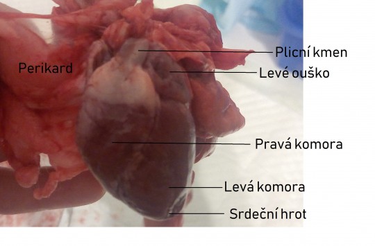 24. Srdce králíka, levá strana (facies auricularis)