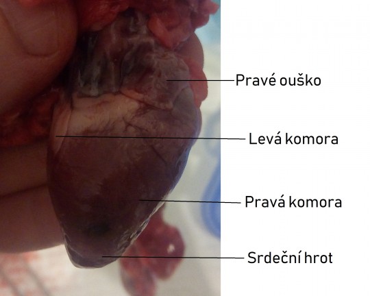 25. Srdce králíka, pravá strana (facies atrialis)