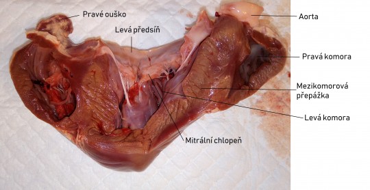 27. Srdce prasete na průřezu