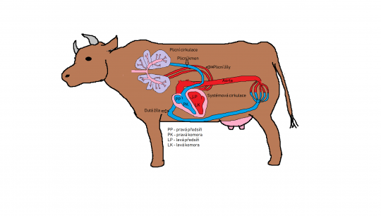 29. Schéma plicní a systémové cirkulace