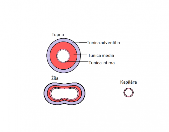 30. Schématické znázornění cévní stěny tepny, žíly a kapiláry