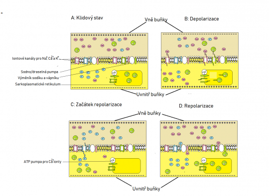 31. Depolarizace a repolarizace svalového vlákna – schéma 
