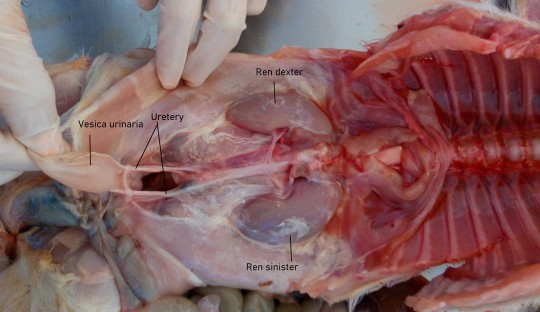 1. Uložení ledvin selete