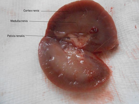 4. Unipapilární ledvina králíka na průřezu