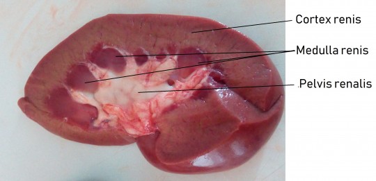 Anatomie a fyziologie IV