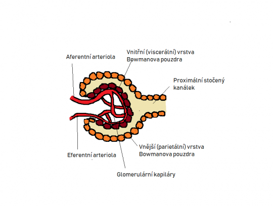 6. Ledvinové tělísko – schéma 