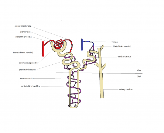 7. Nefron – schéma 