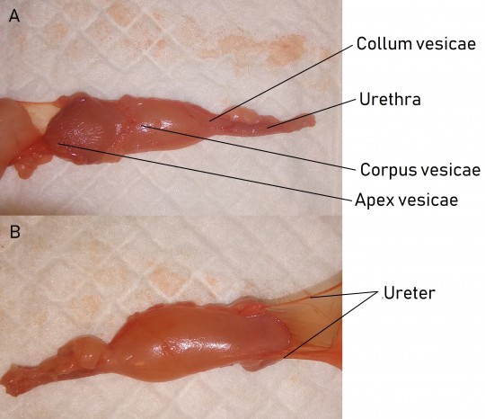 8. Ventrální (A) a dorzální (B) pohled na močový měchýř králíka