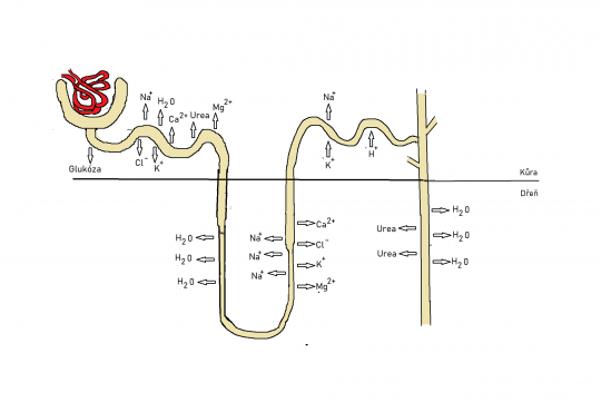 9. Tubulární resorpce a sekrece – schéma