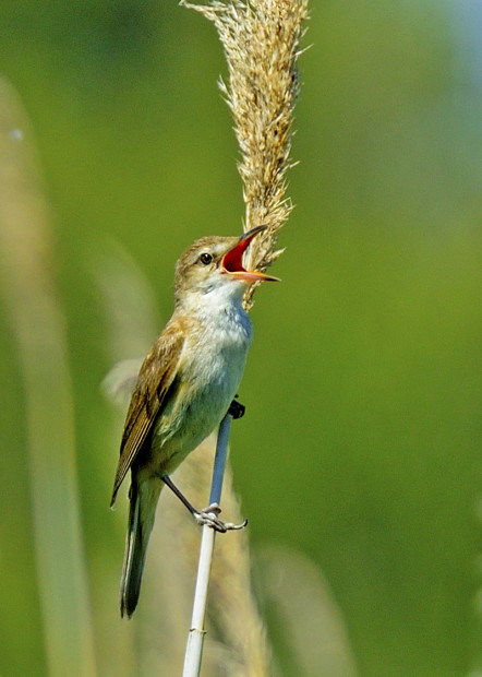 4. Malá hloubka ostrosti objektivem se světelnostíf/2,8 při ohniskové vzdálenosti 340 mm (rákosník obecný, přírodní rezervace Vransko jezero, Chorvatsko).