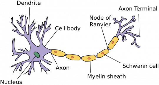 4. Neuron