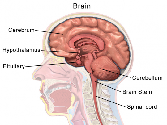 5. Brain