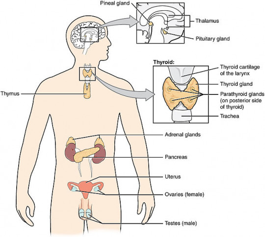 6. Endocrine glands