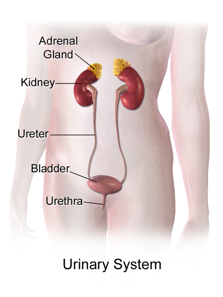 8. Urinary system