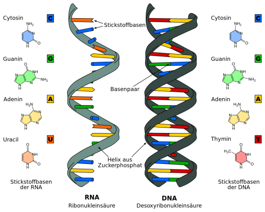 7. DNA und RNA.
